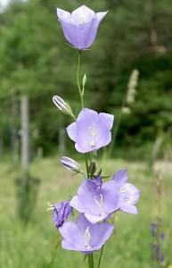 campanulapers1.jpg